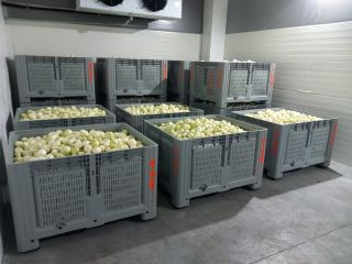 Hello, our company is a producer of peeled onions.