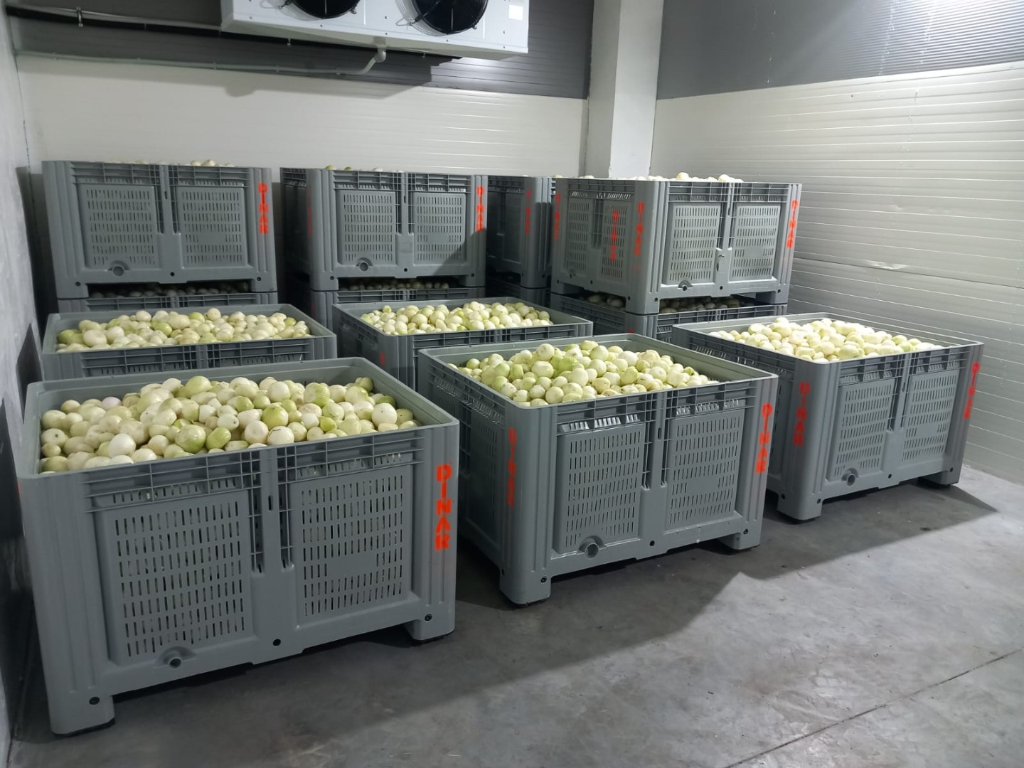 Hello, our company is a producer of peeled onions