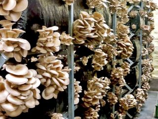 We are a national leader in oyster mushroom cultivation.
