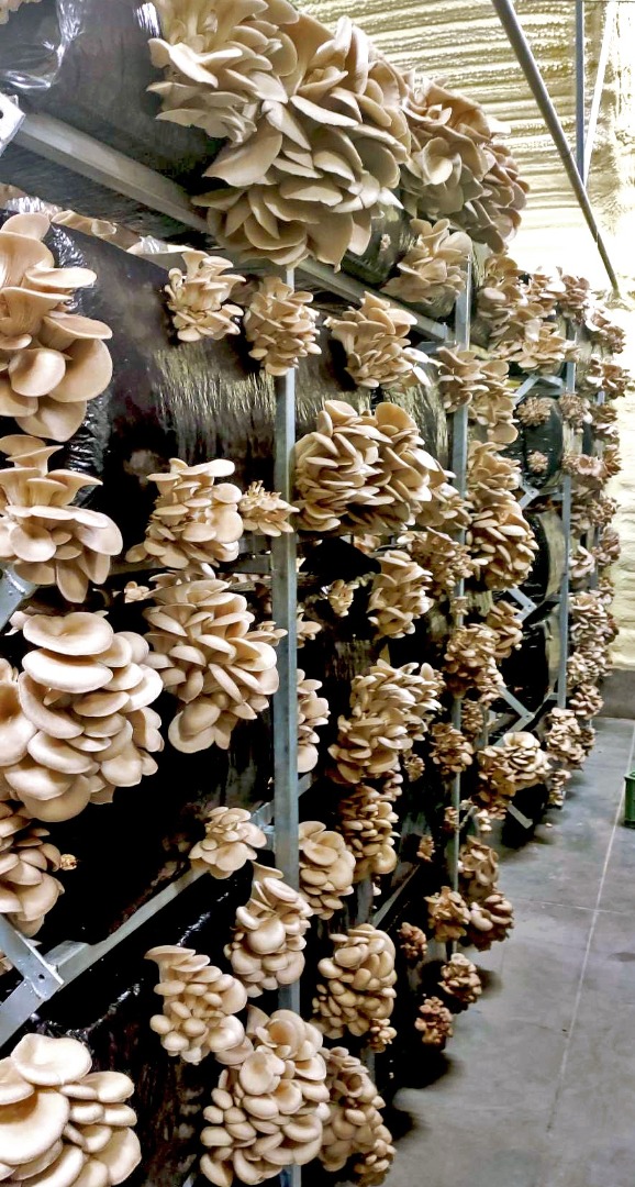 We are a national leader in oyster mushroom cultivation