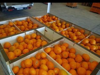 Spanish mandarin 1 harvest, iwasakis, okitsu, packed in a