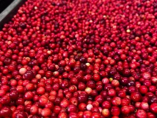 I will sell lingonberries, fresh, cleaned, very good quality,