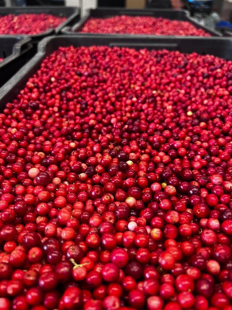 I will sell lingonberries, fresh, cleaned, very good quality, 1st class