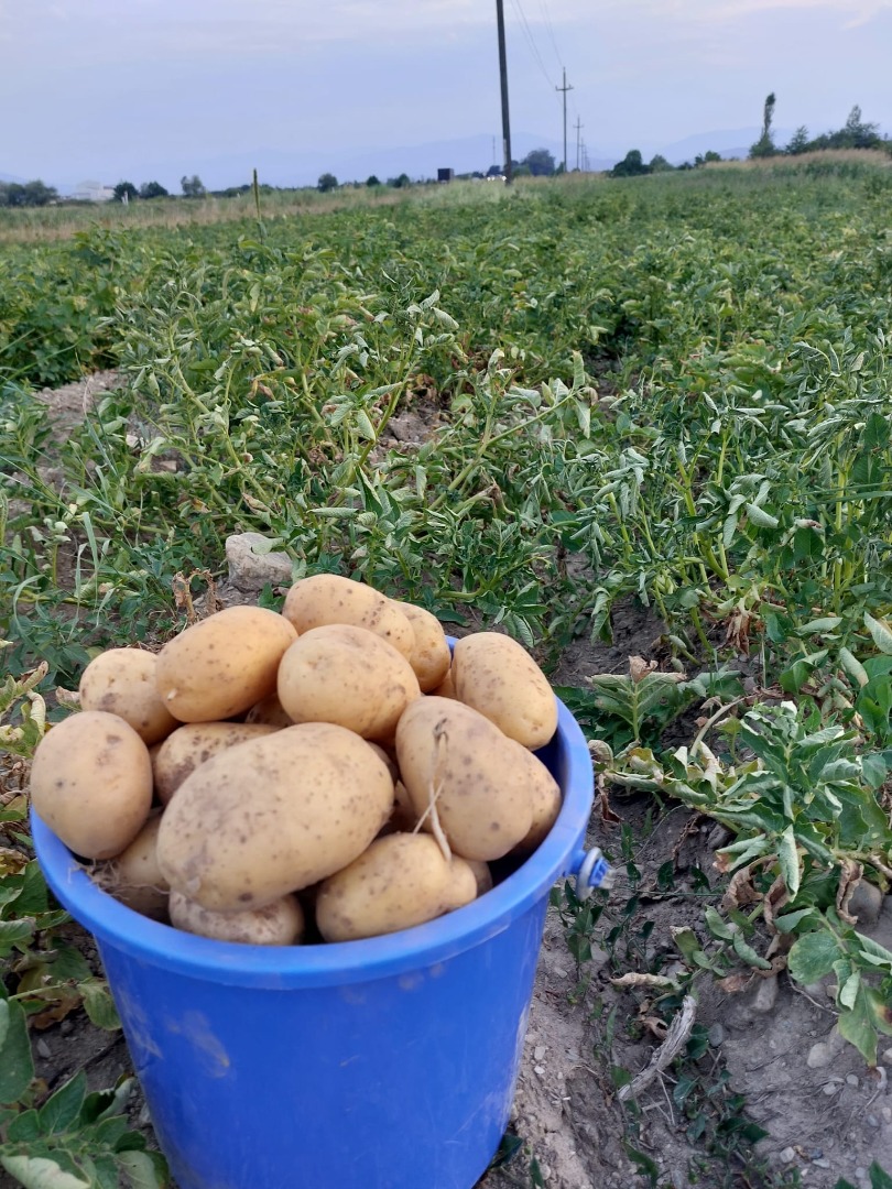 I sell white and red potatoes in large quantities, packed in bags of 5, 10, 50 kg depending on the request