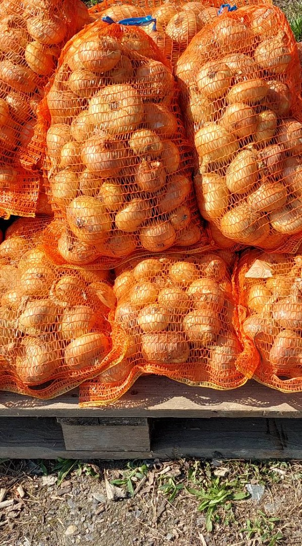 I sell white onions packed in bags of 5, 10, 20 kg depending on the request No herbicide or chemical fertilizer was used