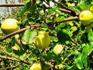 Hello, I am selling organic Antonovka apples from a