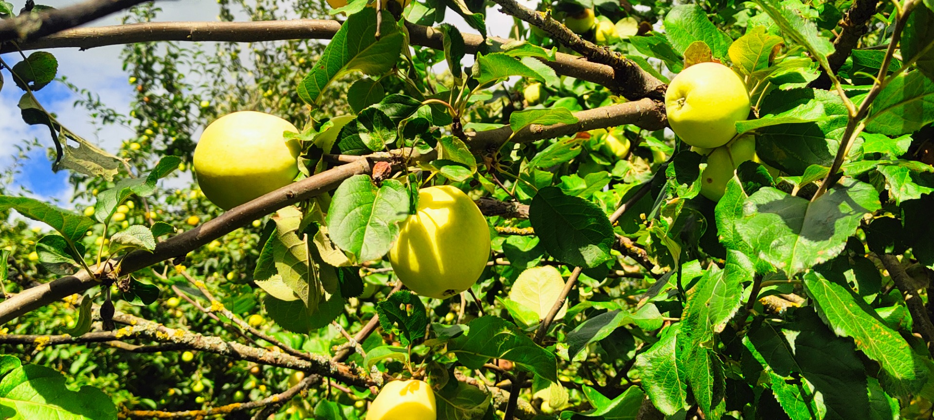 Hello, I am selling organic Antonovka apples from a long-standing old court, the apples may not be large, different sizes but they are organic, very healthy