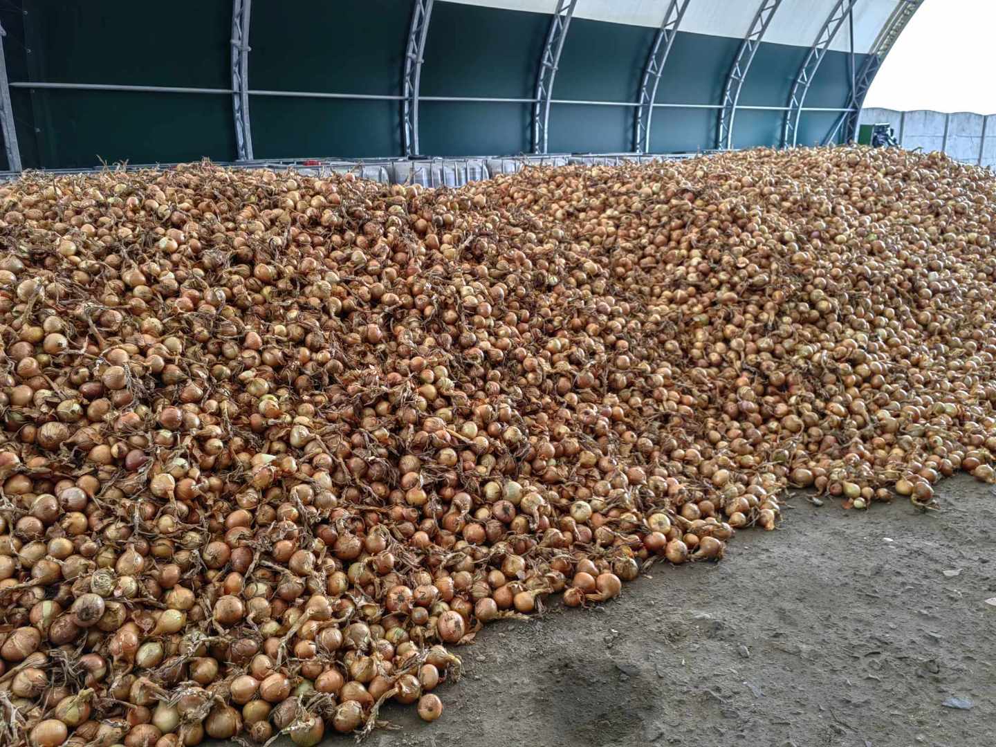 onion