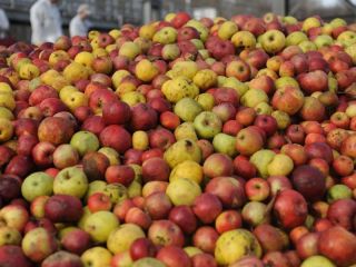 I am offering industrial apples for sale in Hungary
