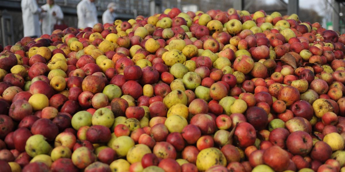 I am offering industrial apples for sale in Hungary in Szabolcs County! Minimum 20t!