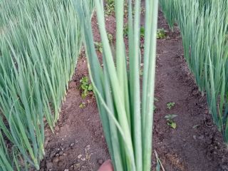 Good day. I am selling chives in bunches, by