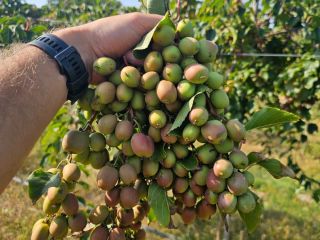 Hello, I invite you to buy Mini kiwi. Available