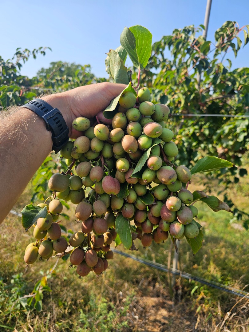 Hello, I invite you to buy Mini kiwi