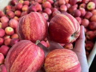 I will sell Gala Striped. We can prepare in