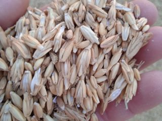 I am selling 30,000 kg of organic spelt, harvest
