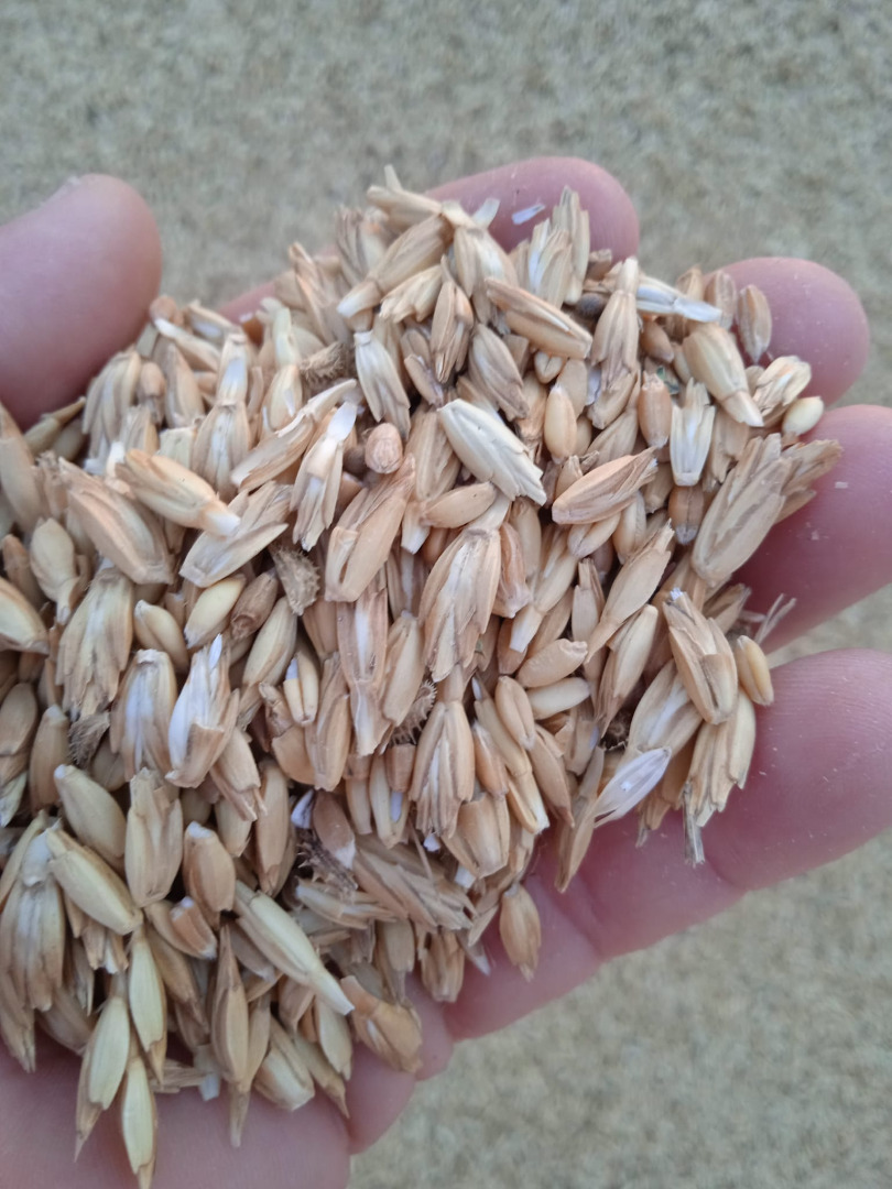 I am selling 30,000 kg of organic spelt, harvest 2024, unpeeled