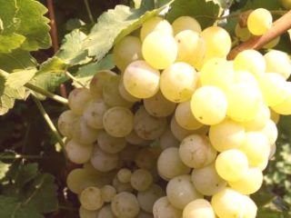 I am selling muscat otonel, rkatsiteli, June blanc grapes.