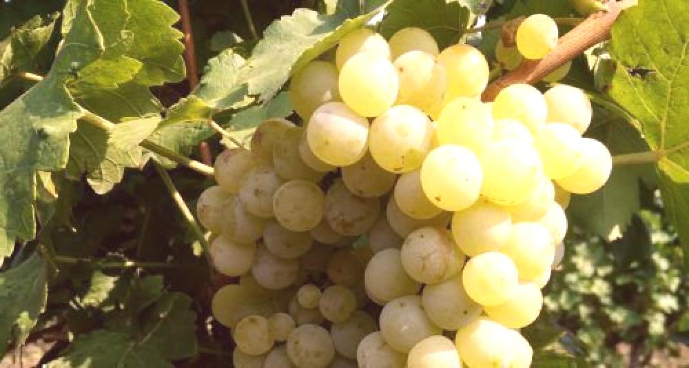 I am selling muscat otonel, rkatsiteli, June blanc grapes