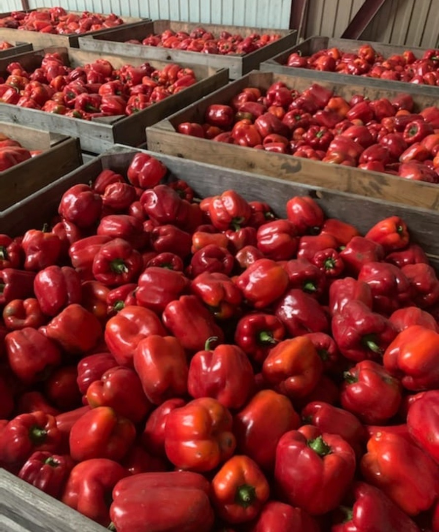 We offer whole and sliced red and green melange peppers, we invite you to permanent cooperation