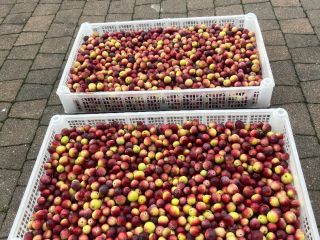 I will sell fresh cranberries from my own harvest