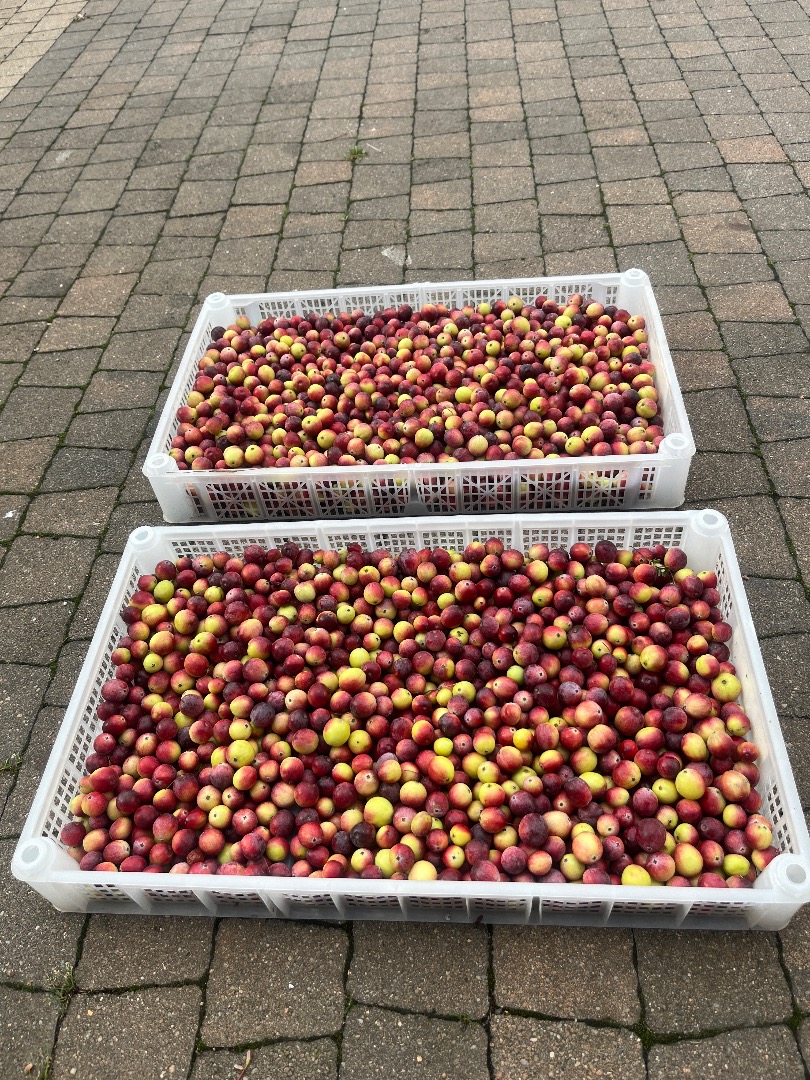 I will sell fresh cranberries from my own harvest in 2.5 kg boxes, but we start harvesting in September, call