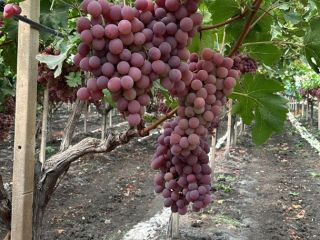 The origin of the grapes is Italy, Sicily. Top