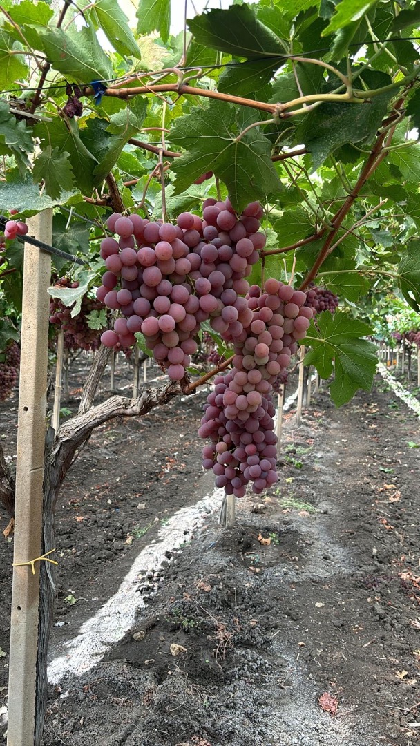 The origin of the grapes is Italy, Sicily