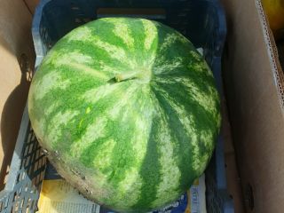 Watermelons for sale, variety crimson sweet 5t-20t, Braila county,