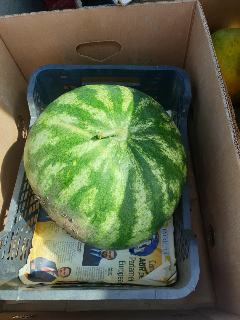 Watermelons for sale, variety crimson sweet 5t-20t, Braila county, Rosiori place