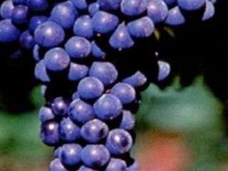 I am selling excellent quality Lambrusco and Sangiovese, for