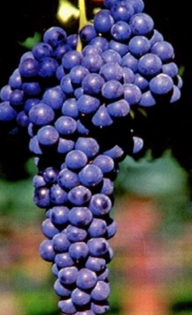 I am selling excellent quality Lambrusco and Sangiovese, for further information do not hesitate to contact me
