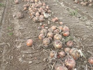 I WILL SELL ORGANIC ONIONS, PEELED OR FOR PEELING,