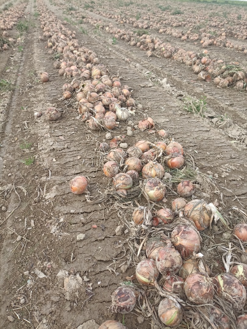 I WILL SELL ORGANIC ONIONS, PEELED OR FOR PEELING, BONUS AND RUMBA VARIETIES