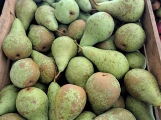 Hello, As an Agricultural Production Cooperative we have for