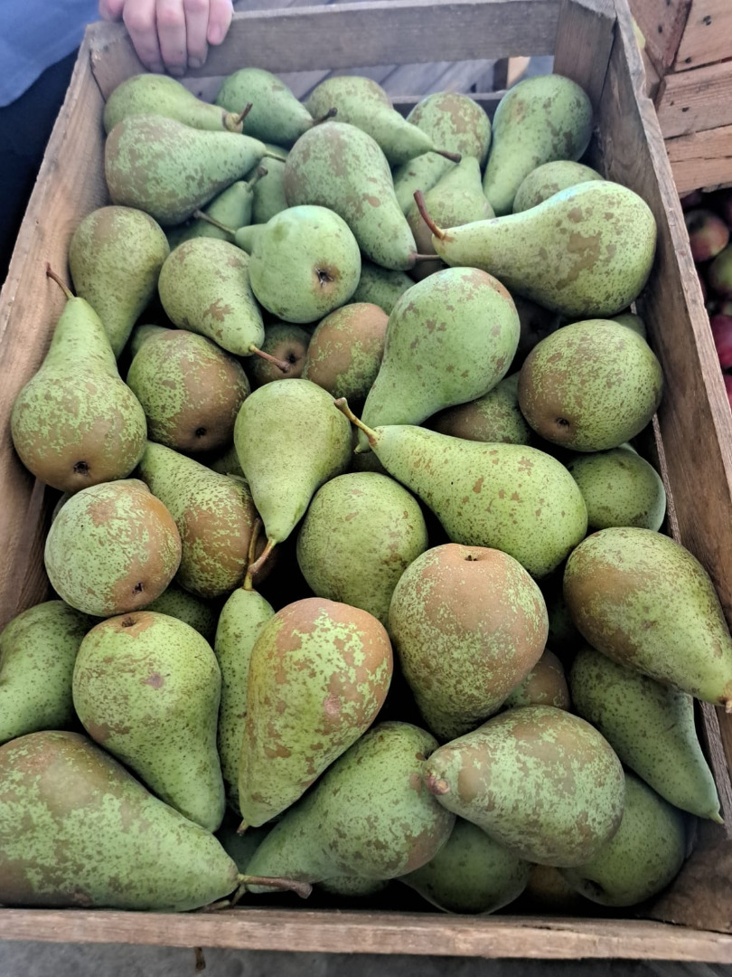 Hello, As an Agricultural Production Cooperative we have for sale 10,000 kg of conference pears from our own orchard, gross price PLN 4.5 per 1 kg