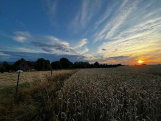 We buy wheat, triticale, rye, oats, barley. Collection of