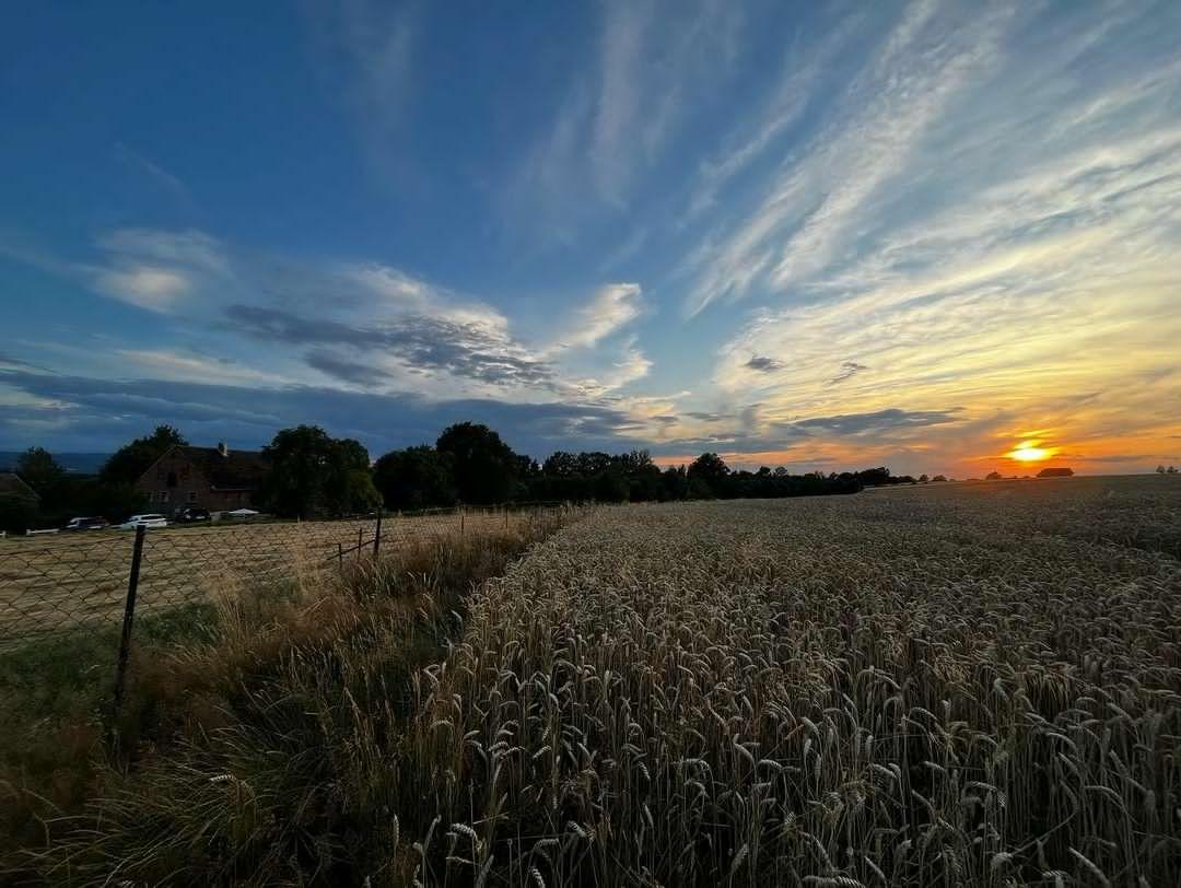 We buy wheat, triticale, rye, oats, barley