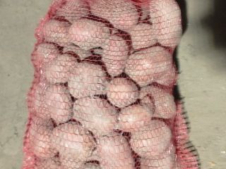 Hello, I am selling belarose and vinet potatoes, yellow
