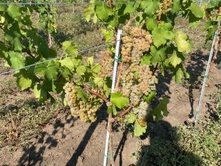 Grapes for wine production, DOC Dealu Mare, of the