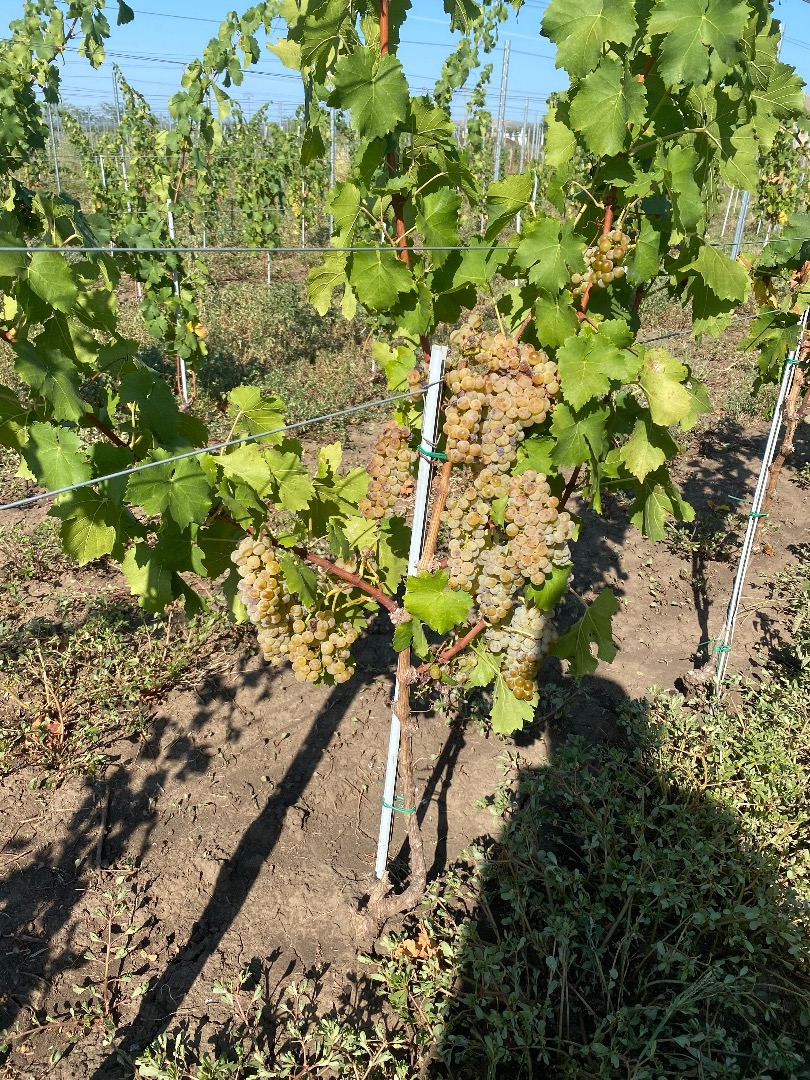 Grapes for wine production, DOC Dealu Mare, of the best quality, high sugar content
