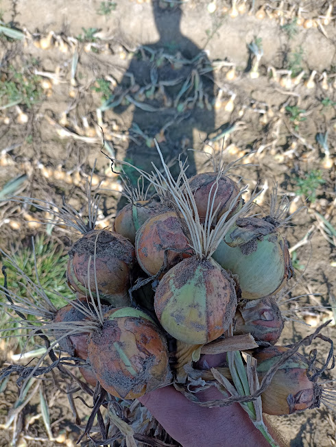 I will sell dutch white oninons directly from the farm