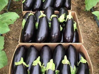❗️We sell fresh Romanian vegetables wholesale! ❗️We sell fresh