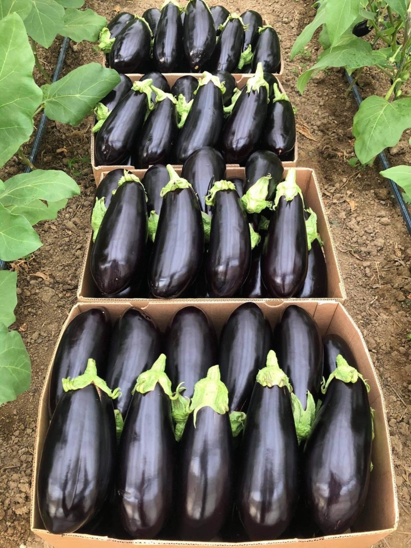 ❗️We sell fresh Romanian vegetables wholesale! ❗️We sell fresh Romanian vegetables wholesale! ☎️ More details on whatsapp at phone number ☎️More details on