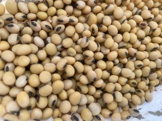 I will sell soybean grain approx. 10-12 tons. Harvest