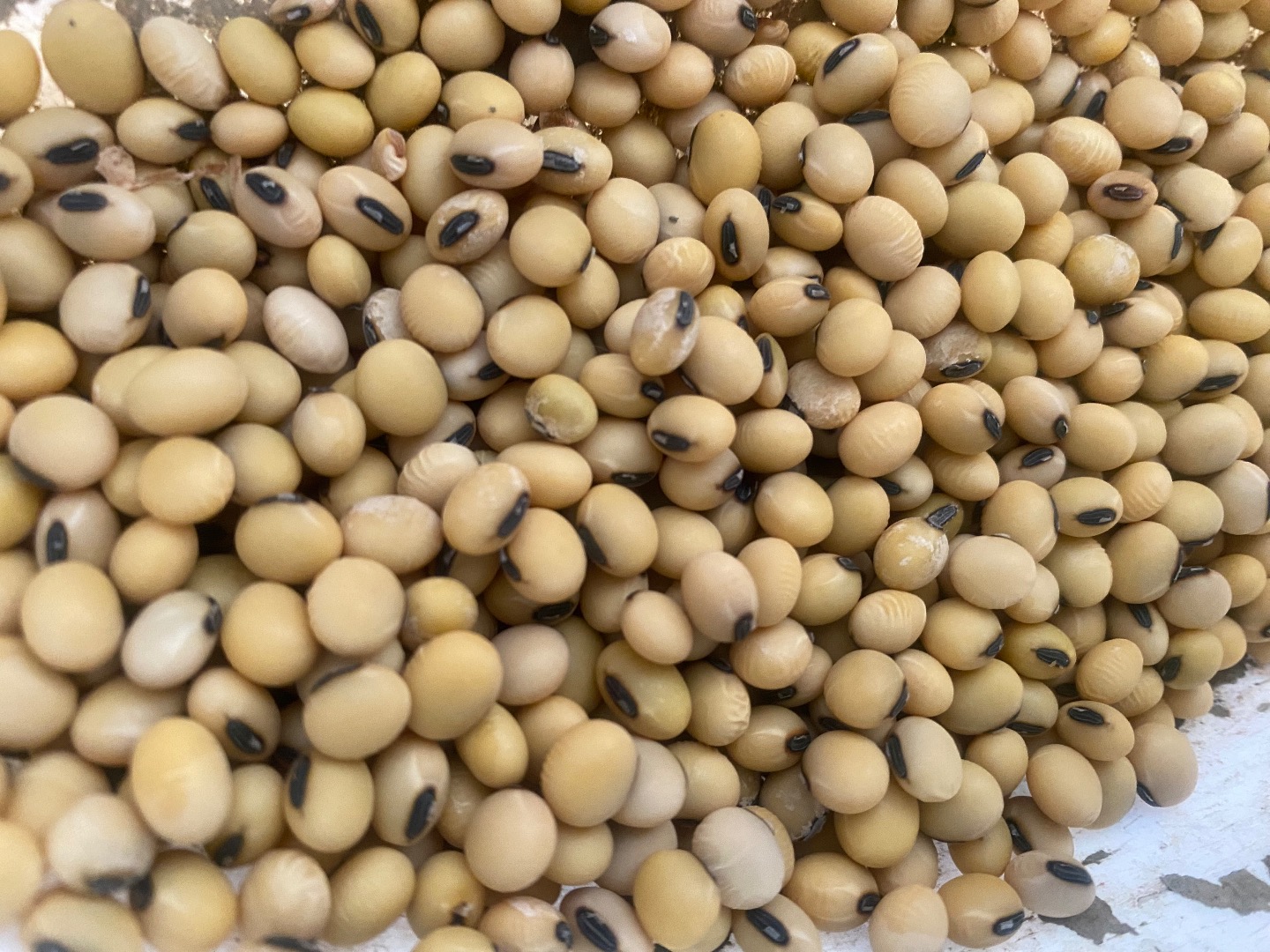 I will sell soybean grain approx
