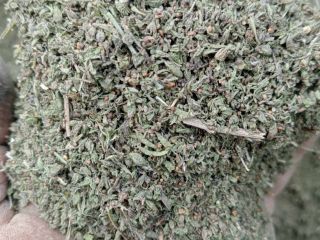 Savory. I will sell Savory - herb. More information