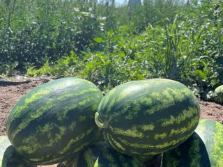 Good day! I will sell Polish watermelon, sweet, juicy