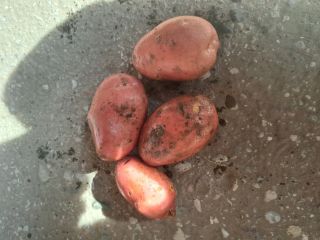 We offer yellow, red varieties (Vineta, Queen Anna, Red