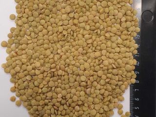 We offer Green Lentils Purity: 98% Upon agreement, we