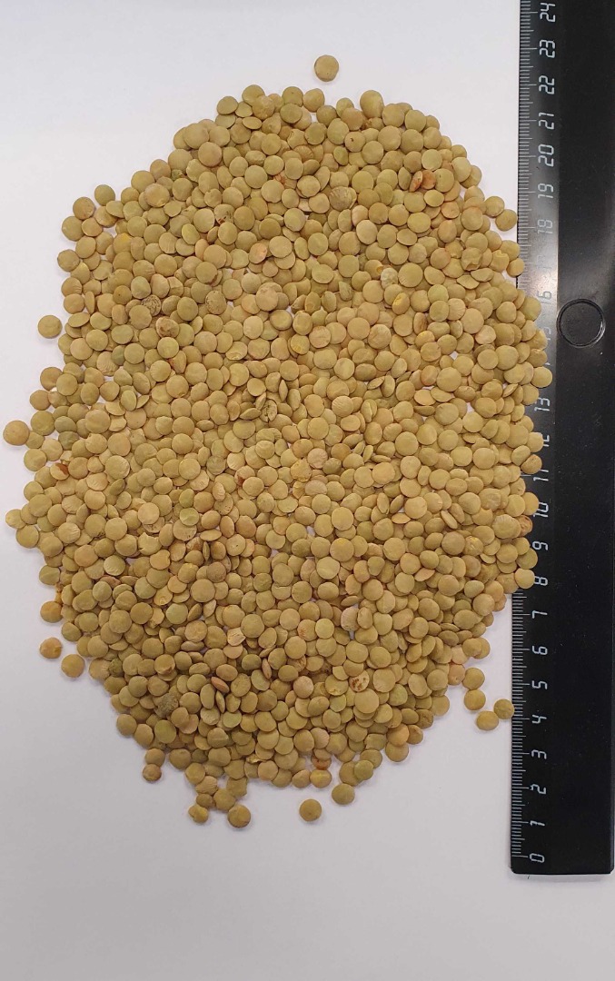 We offer Green Lentils Purity: 98% Upon agreement, we can supply lentils with purity of 96%, 98%, 99.9%